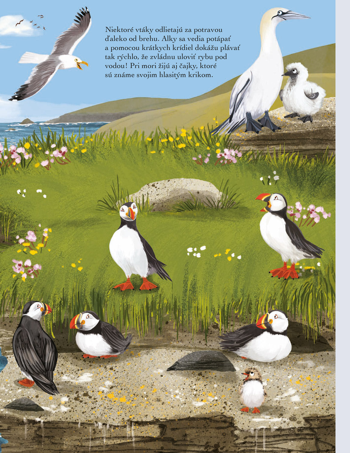 SVET SÝKORIEK, VRABCOV a ďalších spevavcov – Kniha samolepiek