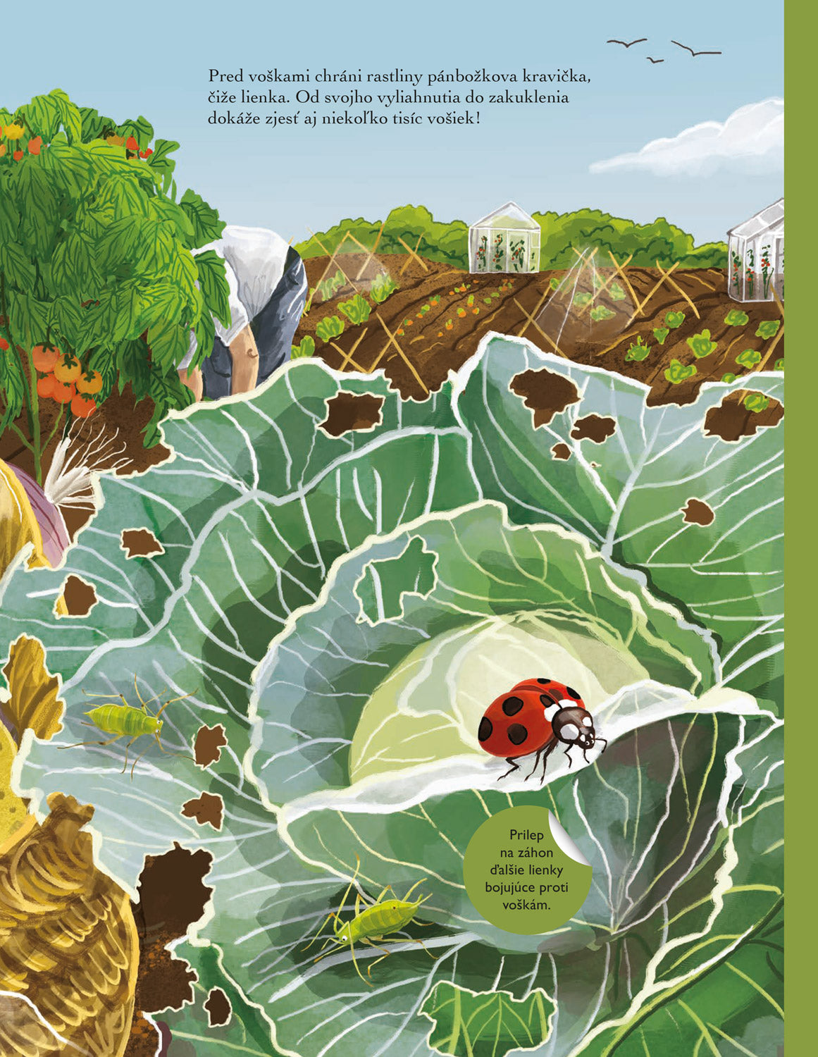 SVET CHROBÁKOV, MOTÝĽOV a ďalších potvoriek – Kniha samolepiek